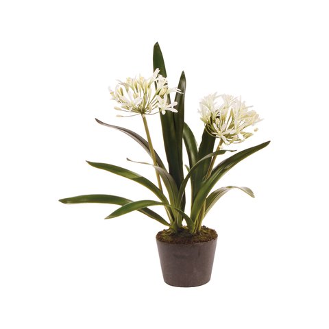 Agapanthus Drop-In 23"-featured