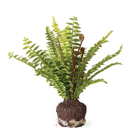 Boston Fern Drop-In 11"-featured