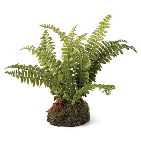 Boston Fern Drop-In 7"-featured