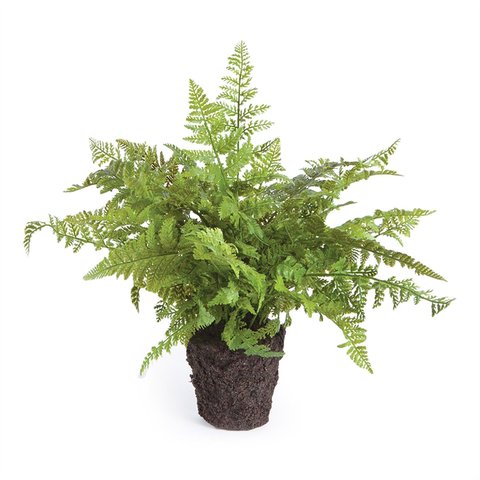 Fern Drop-In, Large-featured