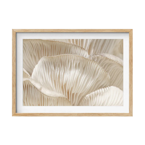 Precillium-featured