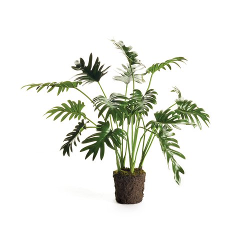 Split Leaf Selloum Drop-In 22.5"-featured